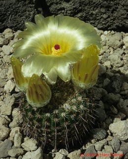 Notocactus cv. mam. x spec. andreae